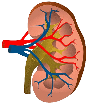 Acute Kidney Injury