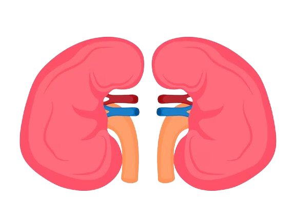 Kidney Infections
