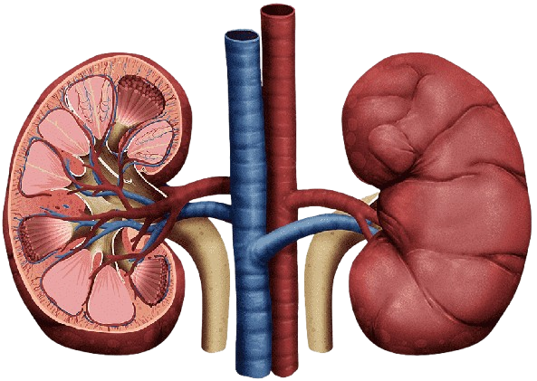 Chronic Kidney Disease